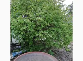 Зображення для оголошення Жимолость съедобная.Ежевика садовая. Малина Бриллиатовая. Малина Шершавая