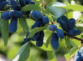 Зображення для оголошення Продам саджанці жимолості сорт Каріна (контейнер 0.5 л)