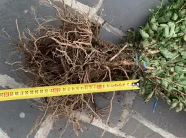 Зображення для оголошення Саджанці Агрусу аґрус крижовнік