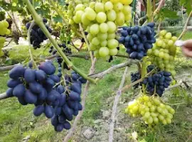 Зображення для оголошення Продам Саджанці Столових та винних сортів винограду