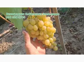 Зображення для оголошення Продам Саджанці винних та столових сортів винограду