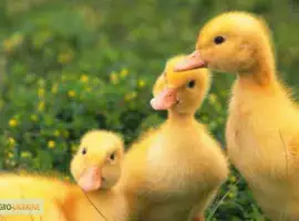 Зображення для оголошення Продам каченят
