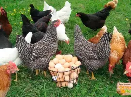 Зображення для оголошення Курочки Доминант. Возраст 3-4мес