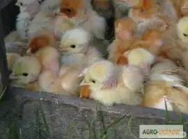 Зображення для оголошення Продам курчата добові ред бро