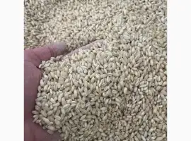 Крупа перлова опт