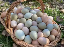 Зображення для оголошення Продаю яєчних курчат Амазон