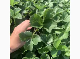 Зображення для оголошення Продам саджанці полуниці сорт Румба