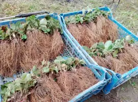 Зображення для оголошення Продам саджанці полуниці сортів Азія