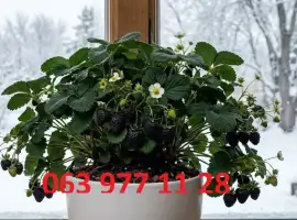Зображення для оголошення Полуниця кімнатна зимового плодоношення чорноплодна - vdala.pro