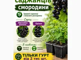 Зображення для оголошення Саджанці смородини Гурт Сертифіковані