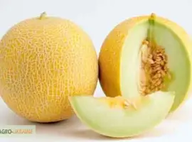 Зображення для оголошення Дыня Ранняя