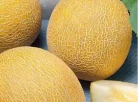 Зображення для оголошення Дыня Леся