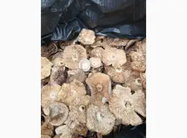 Зображення для оголошення Продам сушений пантерний мухомор