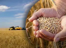 Зображення для оголошення Купуємо некондицію та відходи сільськогосподарських культур