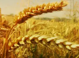 Зображення для оголошення Куплю зернові