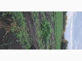 Зображення для оголошення Кріп зелений