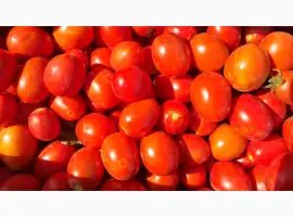 Зображення для оголошення Продам помидор