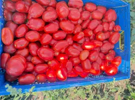 Зображення для оголошення Продам помідор томат