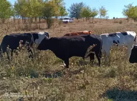 Зображення для оголошення Продам ВРХ. Бики телята