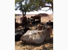 Зображення для оголошення Продам корів