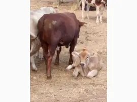 Зображення для оголошення Продам телят