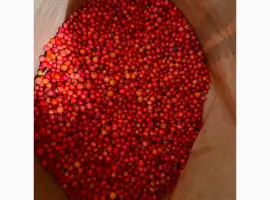 Зображення для оголошення Горобина червона продам
