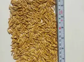Продам овес