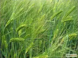 Продаем семена ярового ячменя - сорт ГЕЛИОС. Элита и 1 репродукция