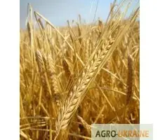 Продаем семена ярового ячменя - сорт СТАЛКЕР. Элита и 1 репродукция