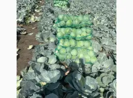 Зображення для оголошення Продам капусту