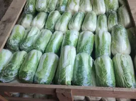 Зображення для оголошення Продам Пекінську капусту