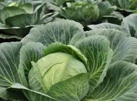 Зображення для оголошення Продам капусту
