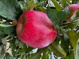 Зображення для оголошення Продам яблука