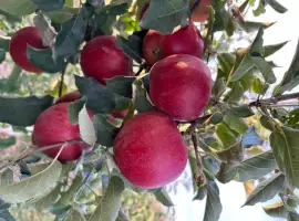 Зображення для оголошення Продам чорний принц
