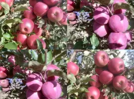 Зображення для оголошення КРУПНЕ яблуко Голден з саду