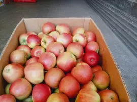 Зображення для оголошення Продам яблука з власного саду