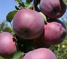 Зображення для оголошення Яблуко З саду