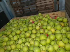 Зображення для оголошення Купимо яблуко для переробки