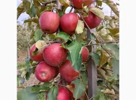 Зображення для оголошення Продам яблука