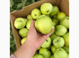 Зображення для оголошення Продам яблука Голден
