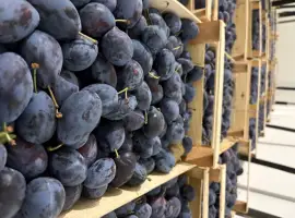 Зображення для оголошення Продам Стенлей
