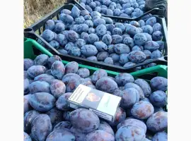 Зображення для оголошення Продам Сливу Стенлей