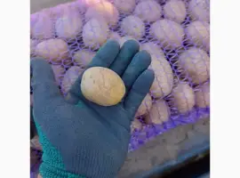 Зображення для оголошення Продам посадкову картоплю Арізона
