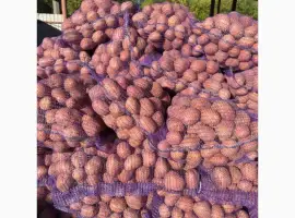 Продаж картоплі від фермера