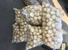 Продам картоплю сорт рів‘єра
