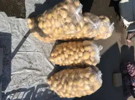 Продам картоплю молоду рівьєра