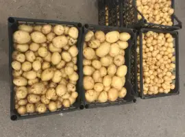 Зображення для оголошення Продам товарну картоплю сорт рів‘єра