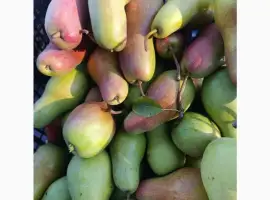 Зображення для оголошення Продам грушу Талгарська красуня