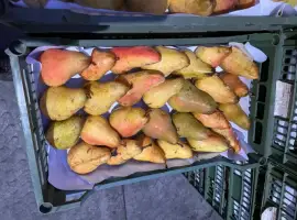 Зображення для оголошення Продам грушу Роси Буковини