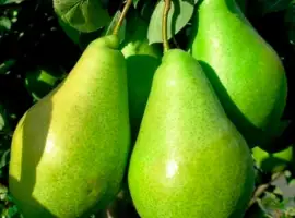 Зображення для оголошення Продам грушу